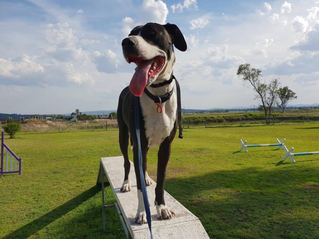 Private behaviour consultation — one dog, one trainer