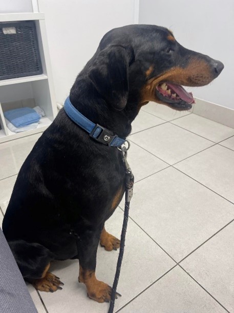 Bob — dog behaviour case study