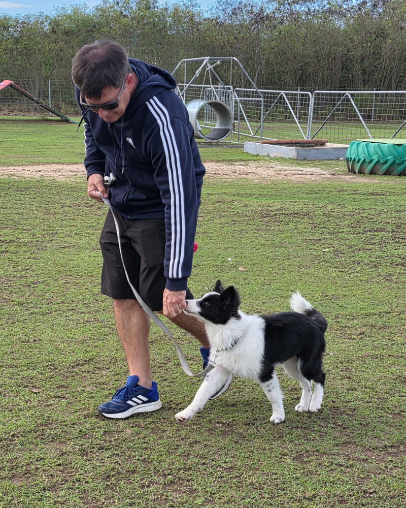 Dog focused on its handler during a heel exercise