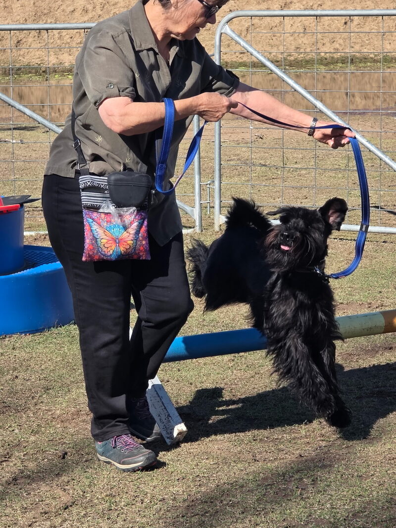 Small dog working over a jump bar with its handler