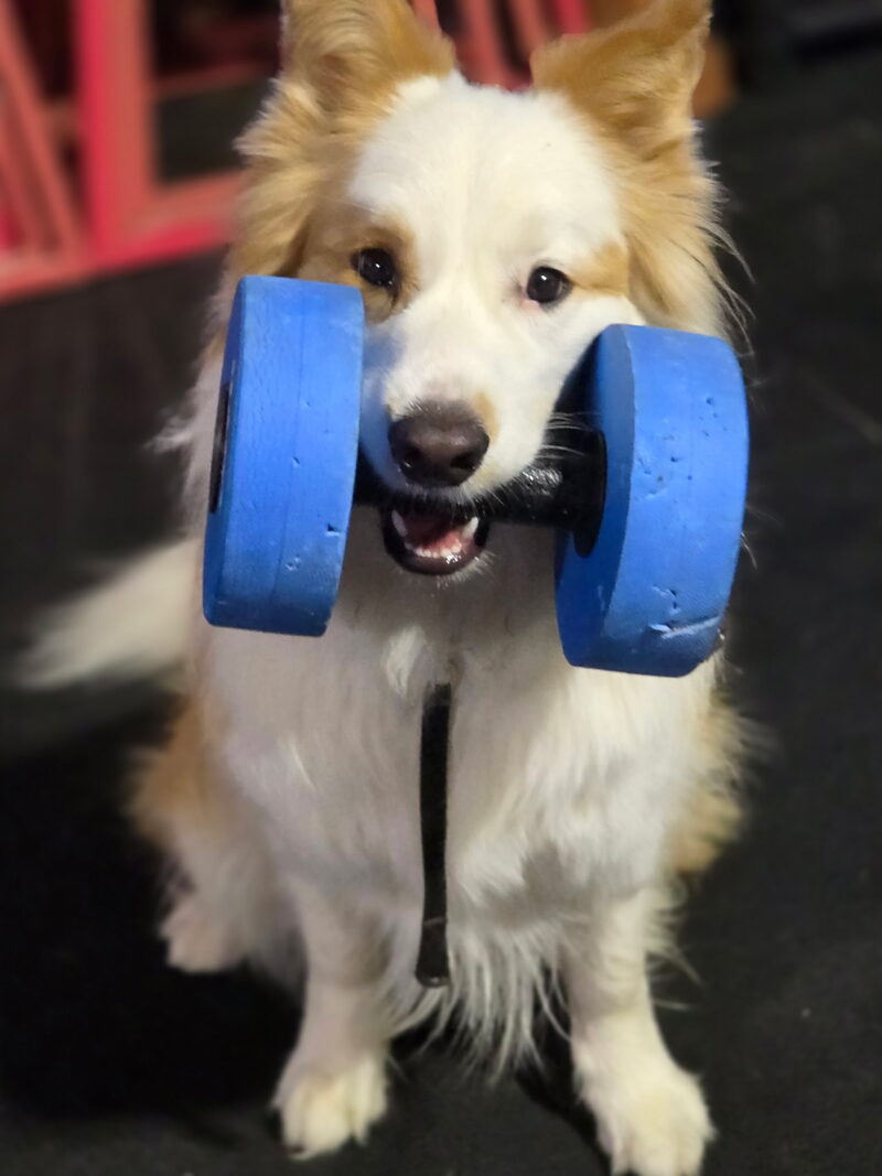 Border collie holding a dumbbell during a retrieve