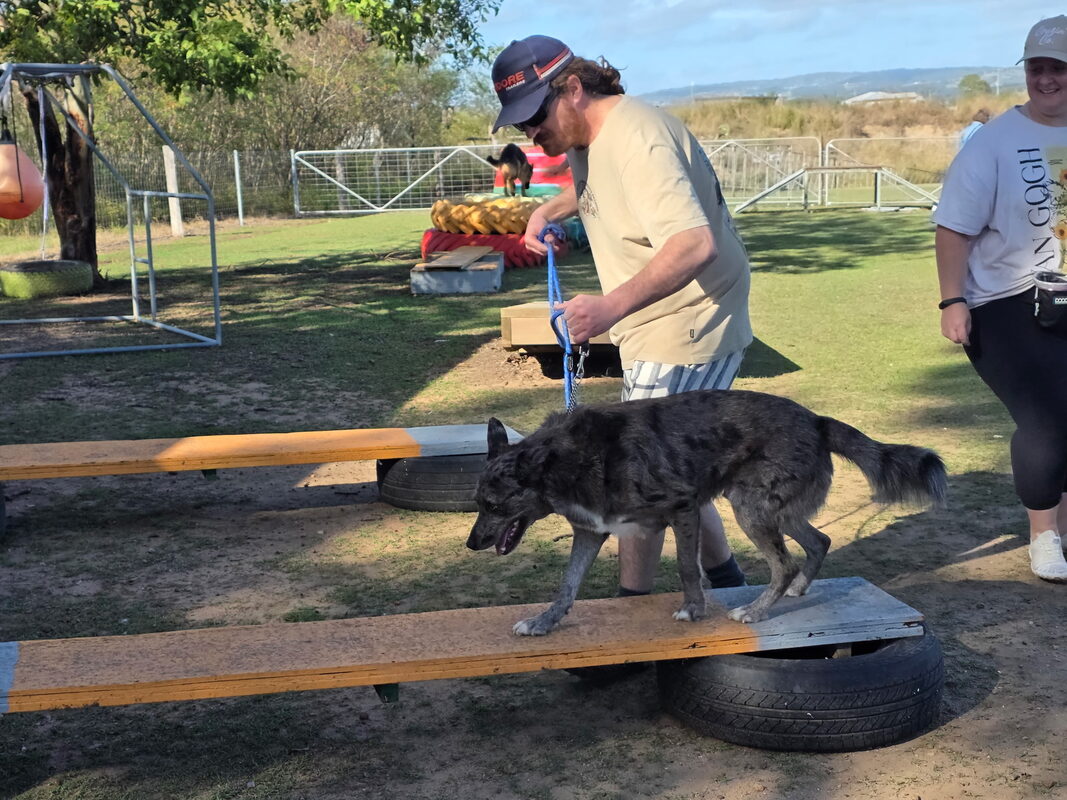 Dog calmly crossing a see-saw plank, building confidence