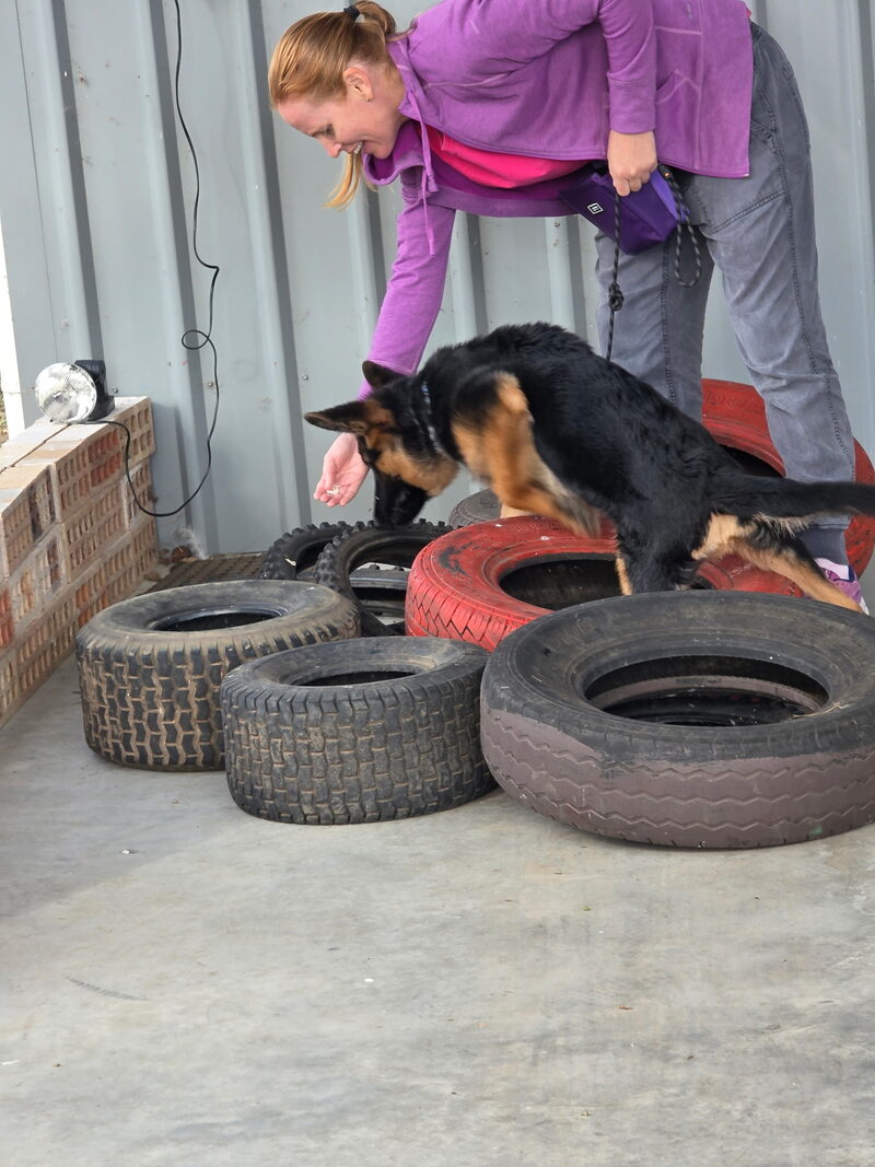 Dog working through a tyre obstacle with handler guidance