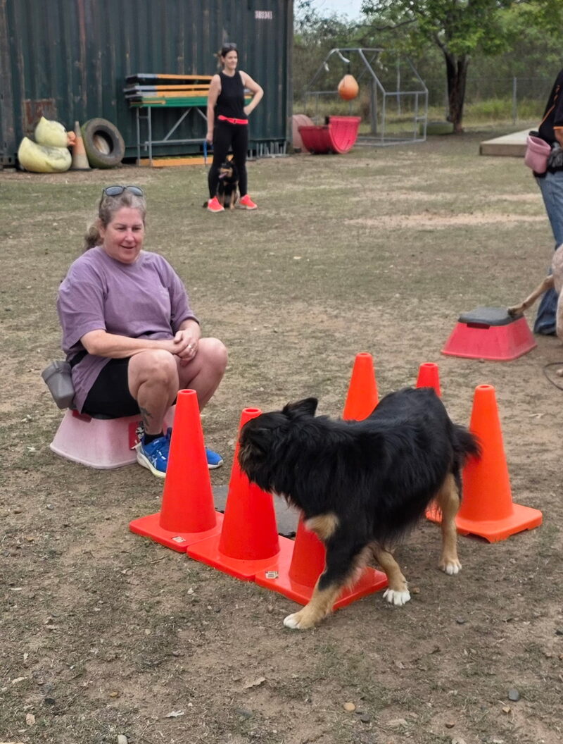 Dog weaving through cones during a class