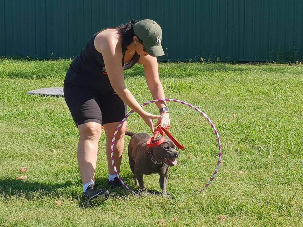Group obedience class — dogs and owners training together