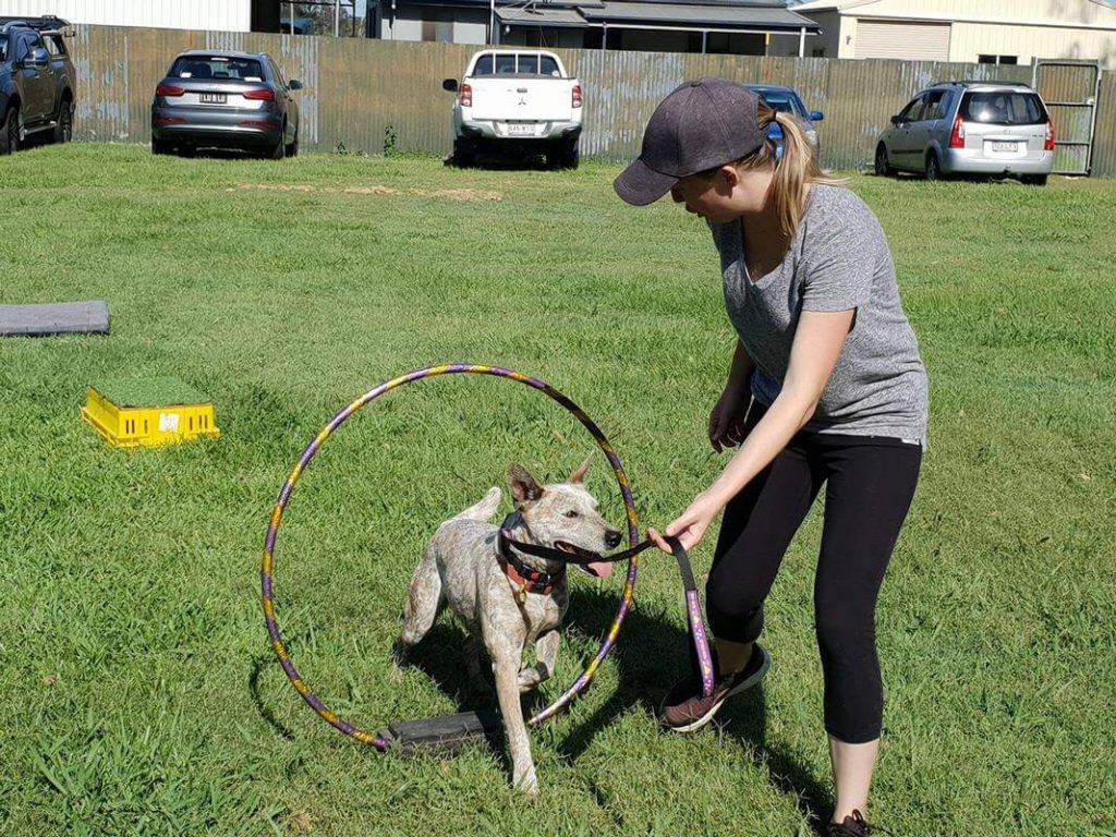 Group dog training class in session
