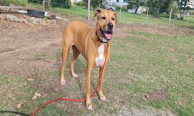 Lady — rescue dog training case study
