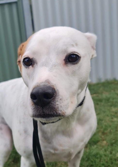 Maisie — rescue dog training case study