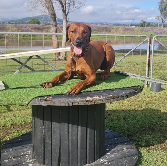 Ray — dog behaviour case study